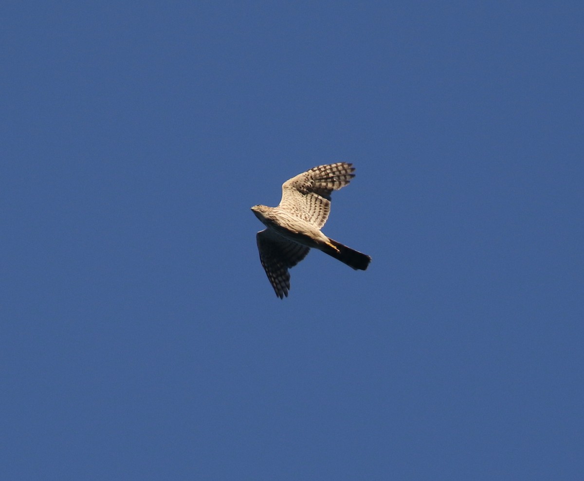 Cooper's Hawk - ML619531635