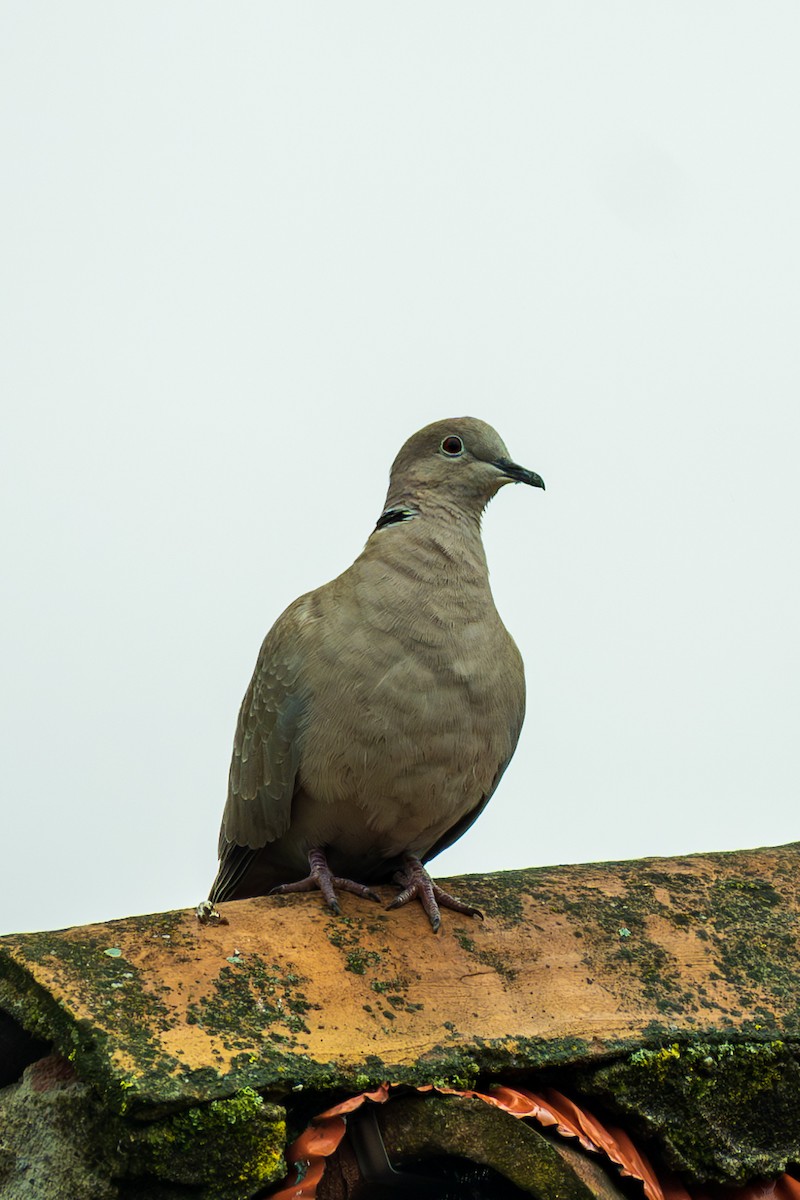 Eurasian Collared-Dove - Shrikant Vichare