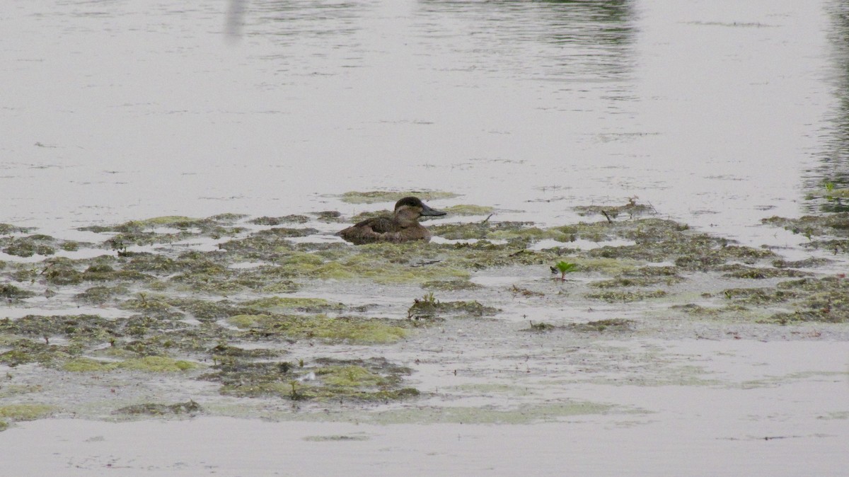 Ruddy Duck - Sheila Sawyer