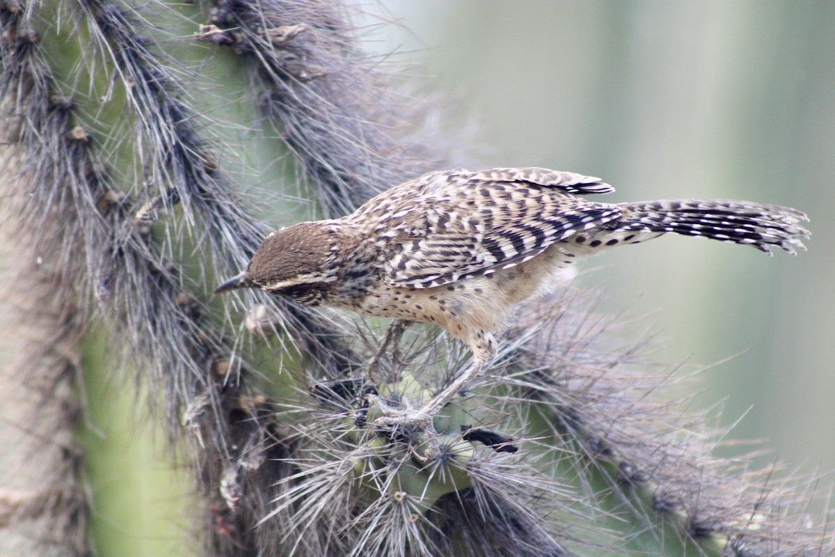 Cactus Wren - Joseph Pienovi