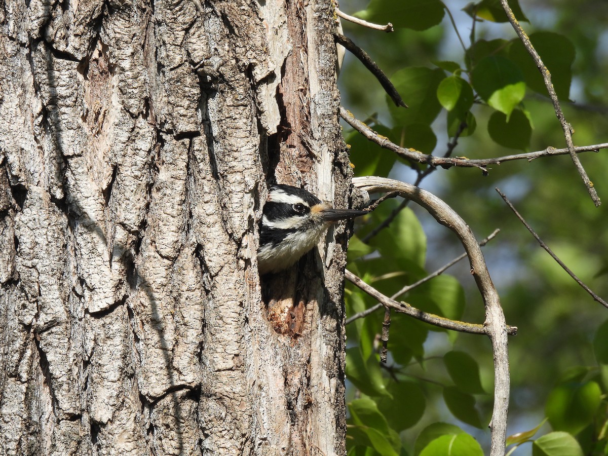 Hairy Woodpecker - ML619531656