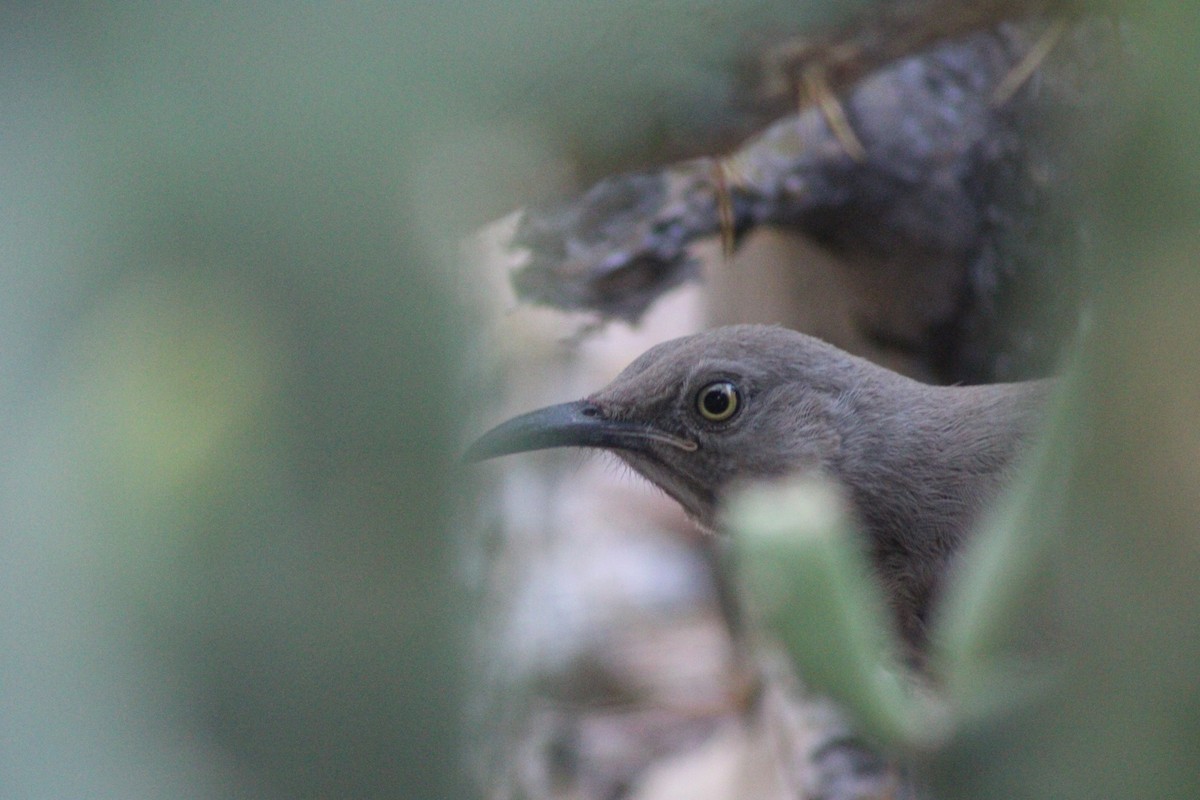 Curve-billed Thrasher - Joseph Pienovi