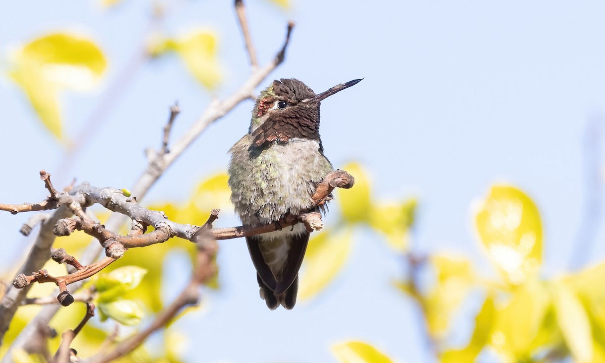 Anna's Hummingbird - Paul Fenwick