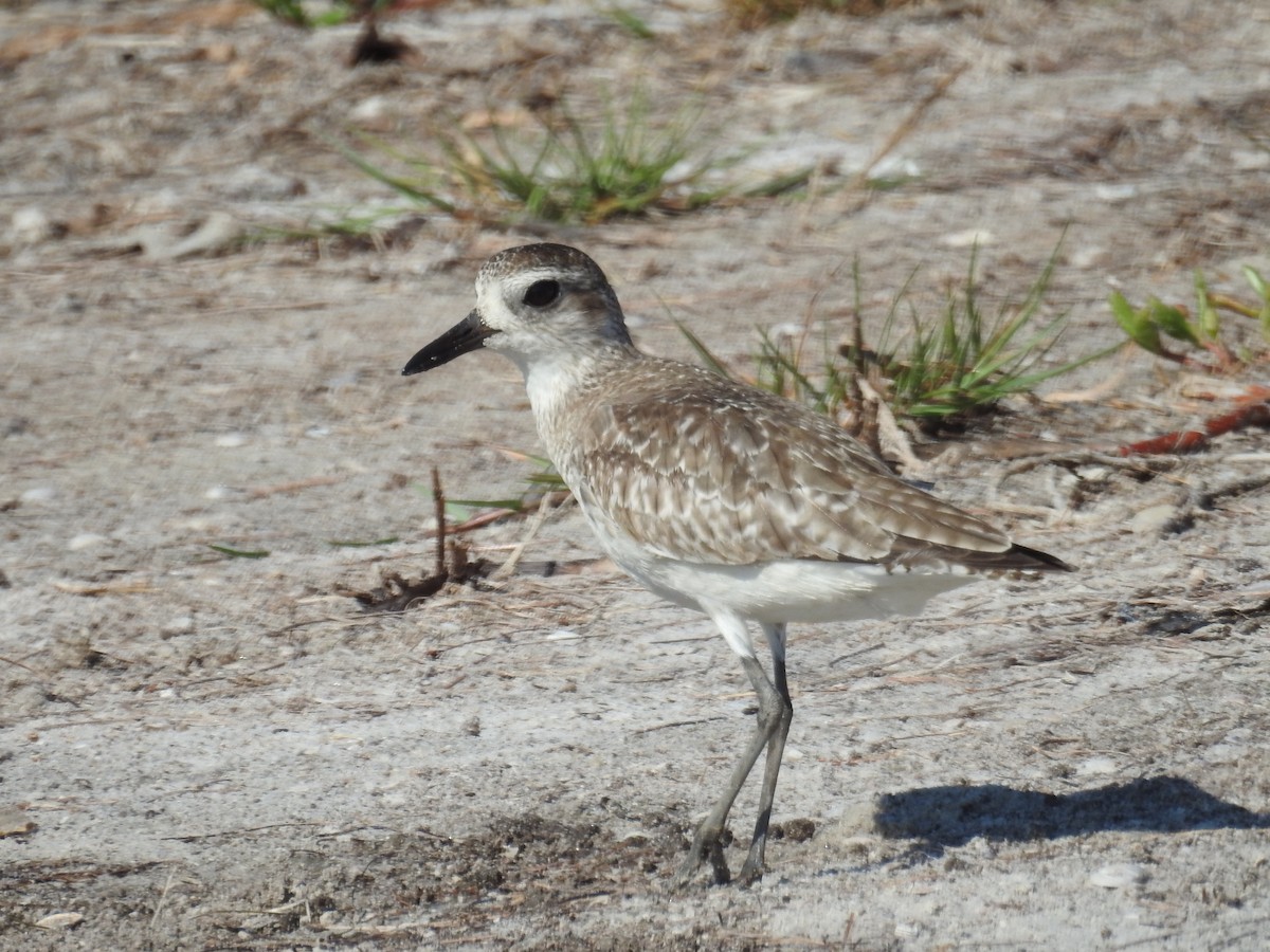 Black-bellied Plover - Wendy Meehan