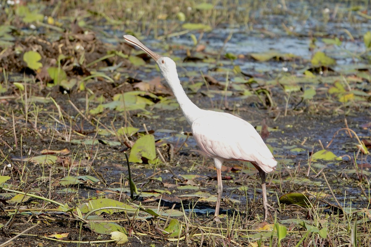 Roseate Spoonbill - Alena Capek