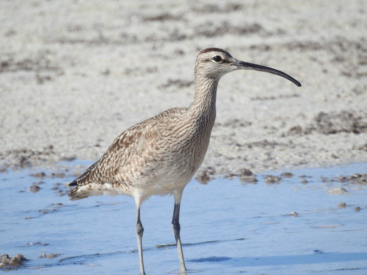 Whimbrel - Wendy Meehan