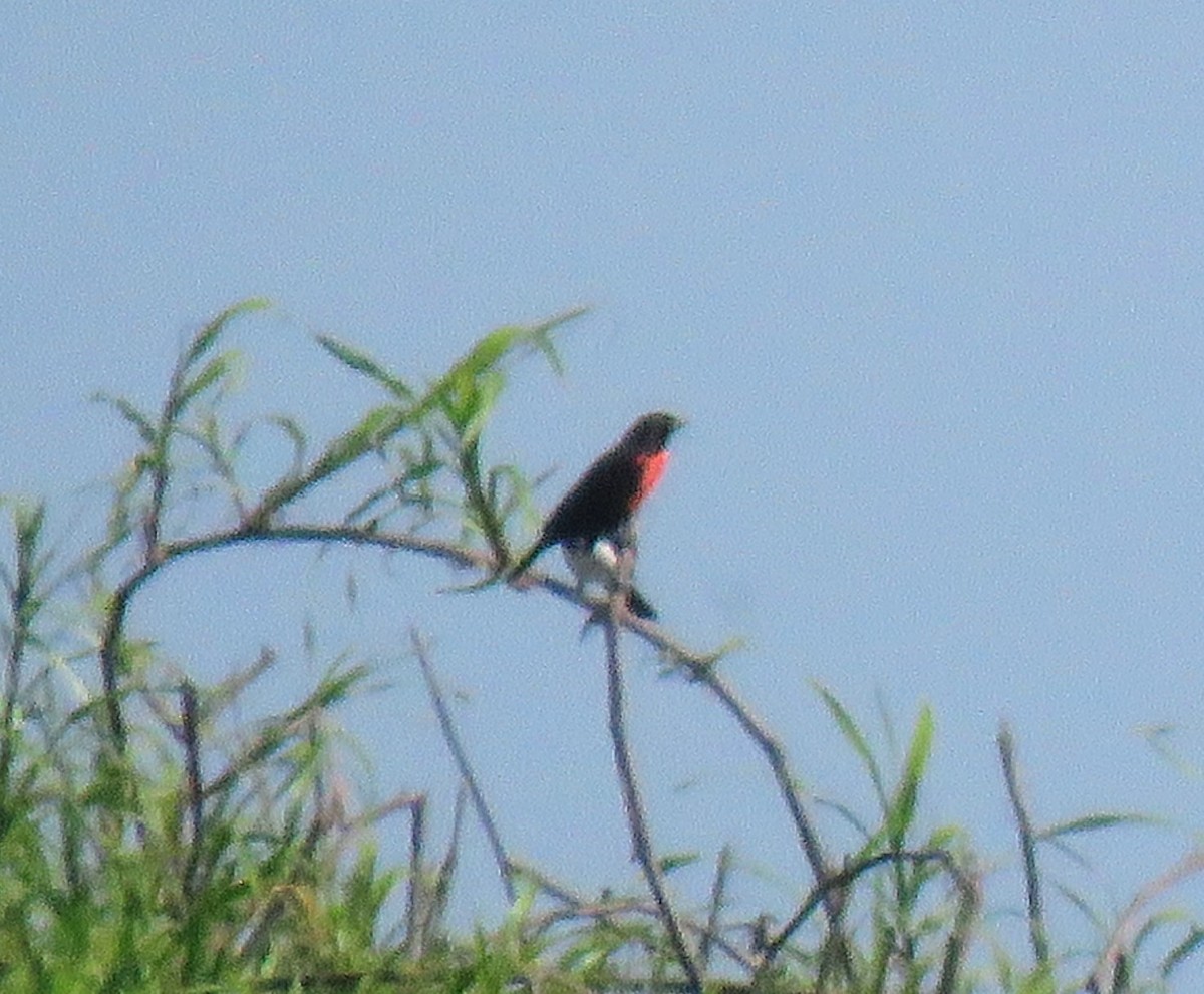 Red-breasted Meadowlark - Ed Vigezzi