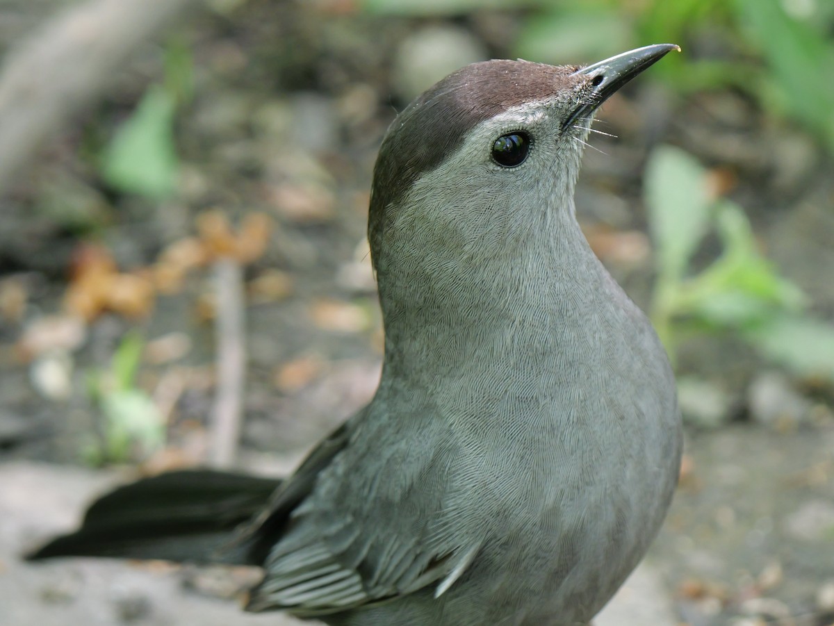 Gray Catbird - Guy Brunet