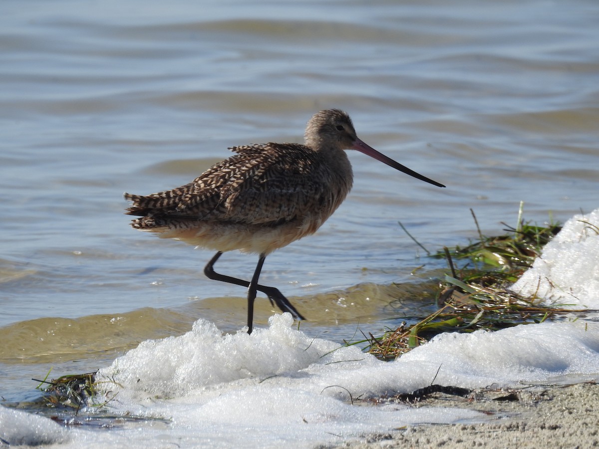 Marbled Godwit - Wendy Meehan