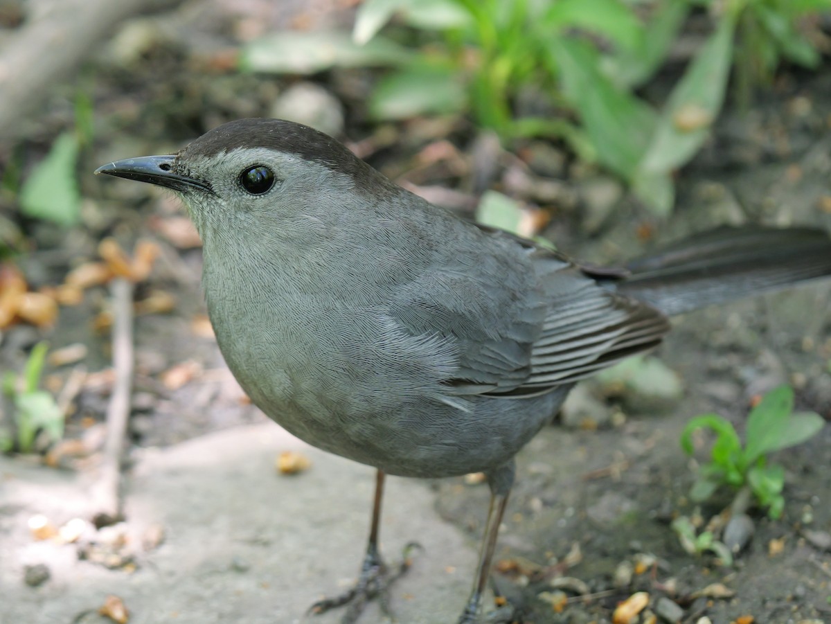 Gray Catbird - Guy Brunet