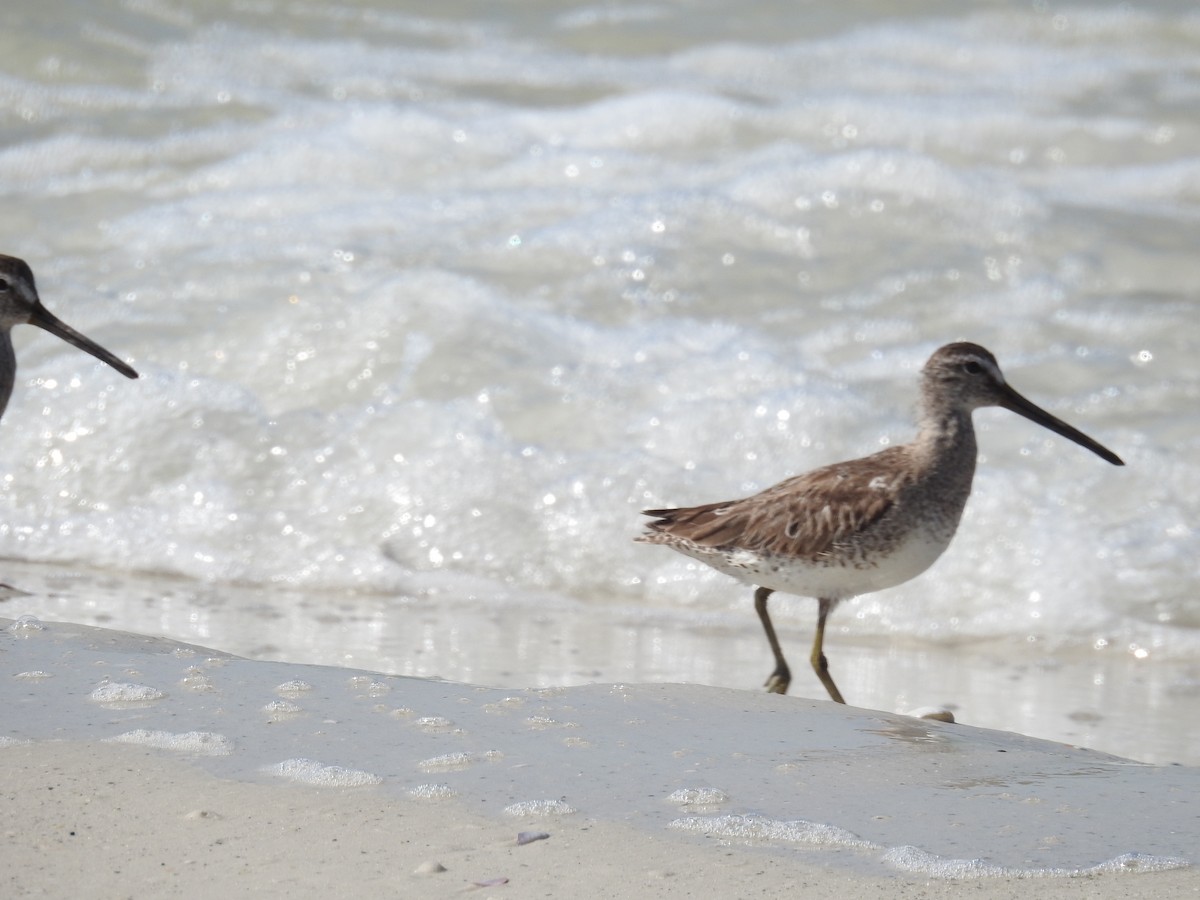 Short-billed Dowitcher - Wendy Meehan