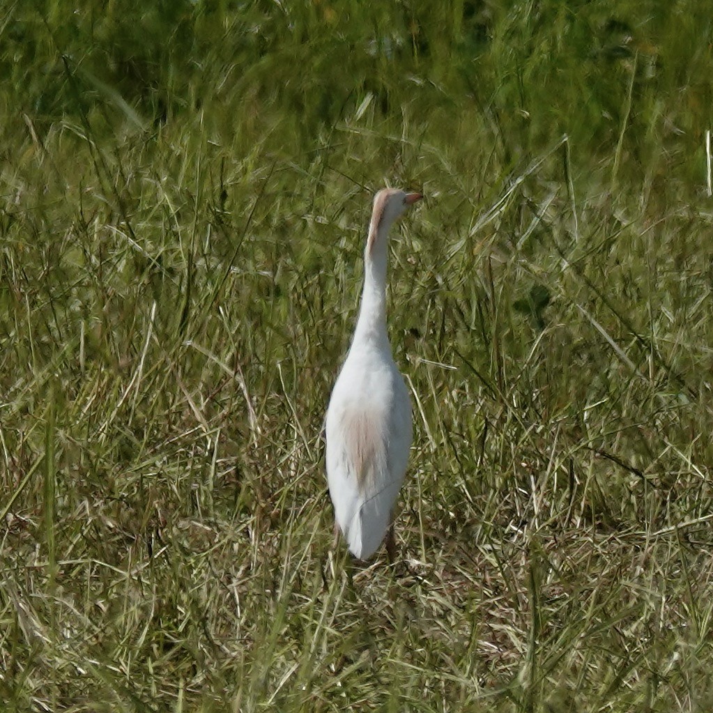 Western Cattle Egret - ML619531691