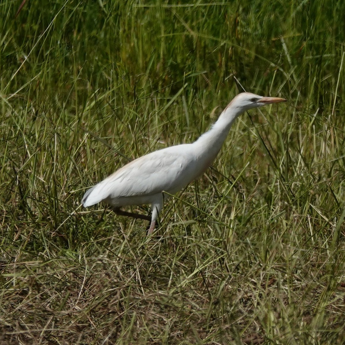 Western Cattle Egret - ML619531692