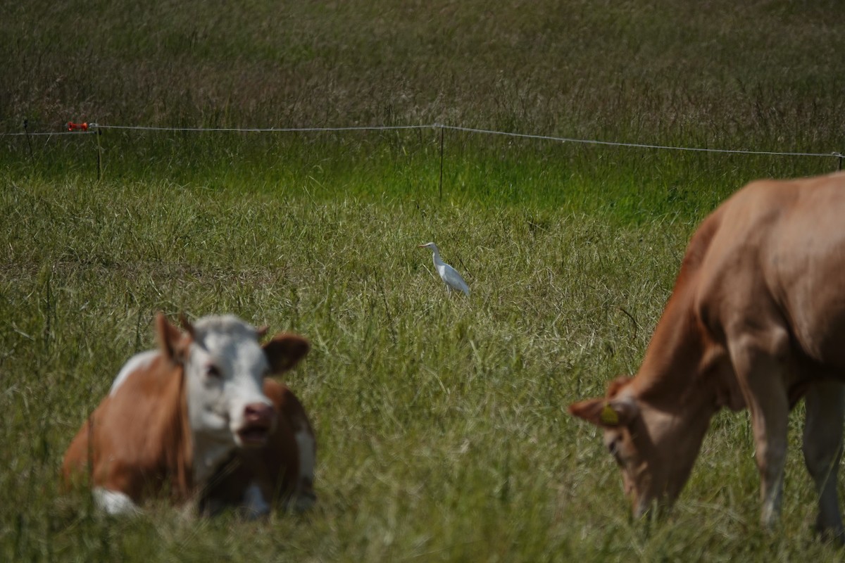 Western Cattle Egret - marcel finlay