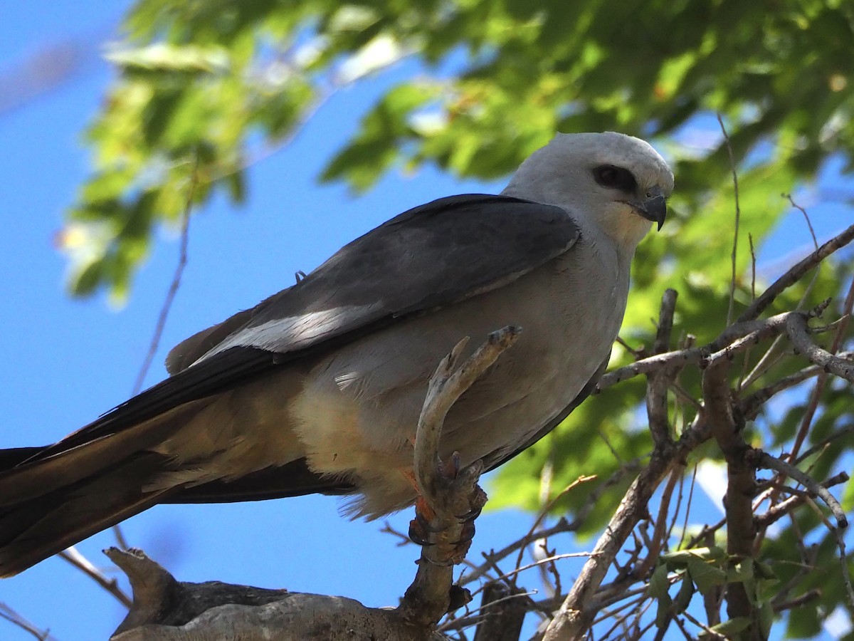 Mississippi Kite - ML619531695