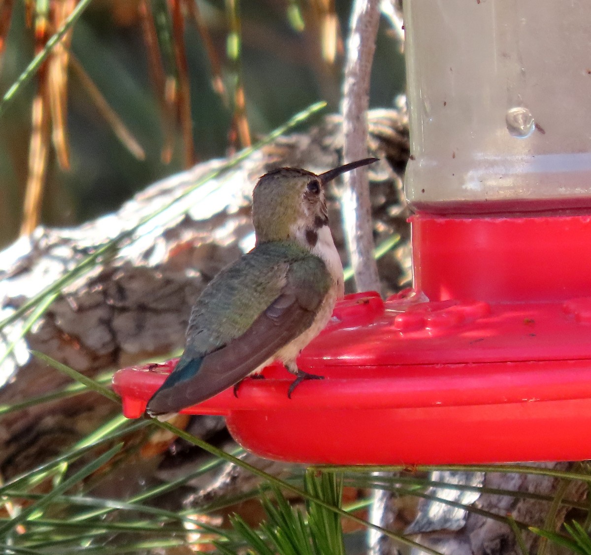 Costa's Hummingbird - Ruth Gravance