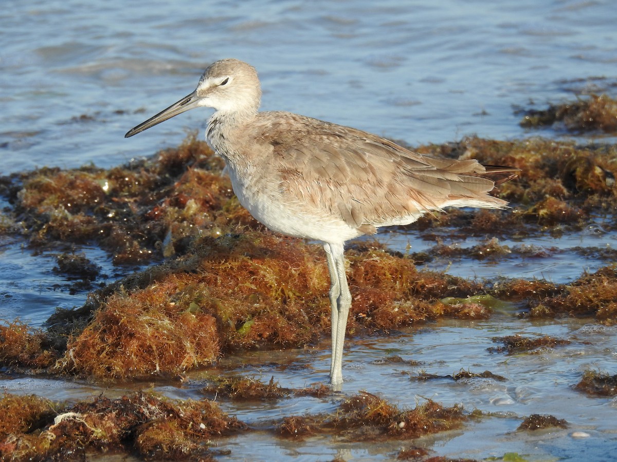 Willet - ML619531698