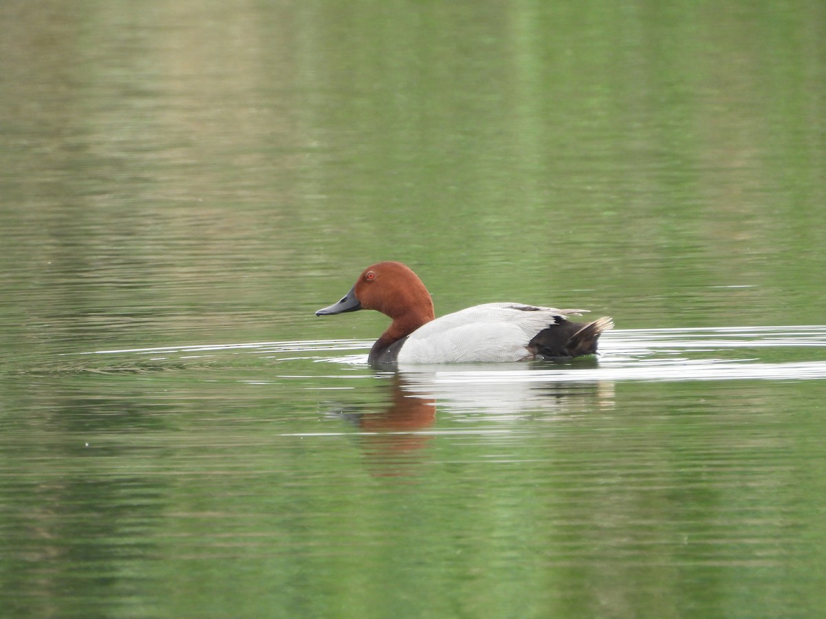 Common Pochard - ML619531701