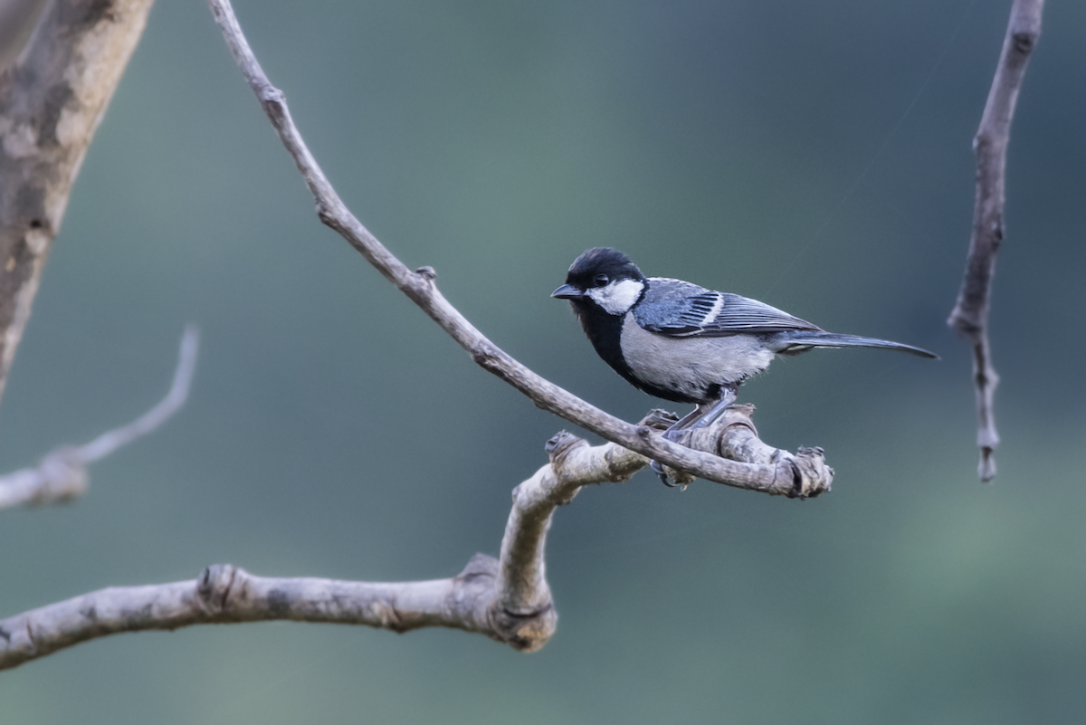 Cinereous Tit - Fareed Mohmed