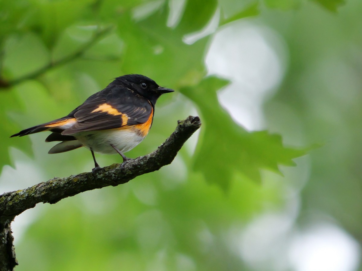 American Redstart - Guy Brunet