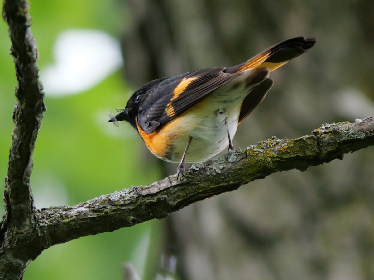 American Redstart - Guy Brunet