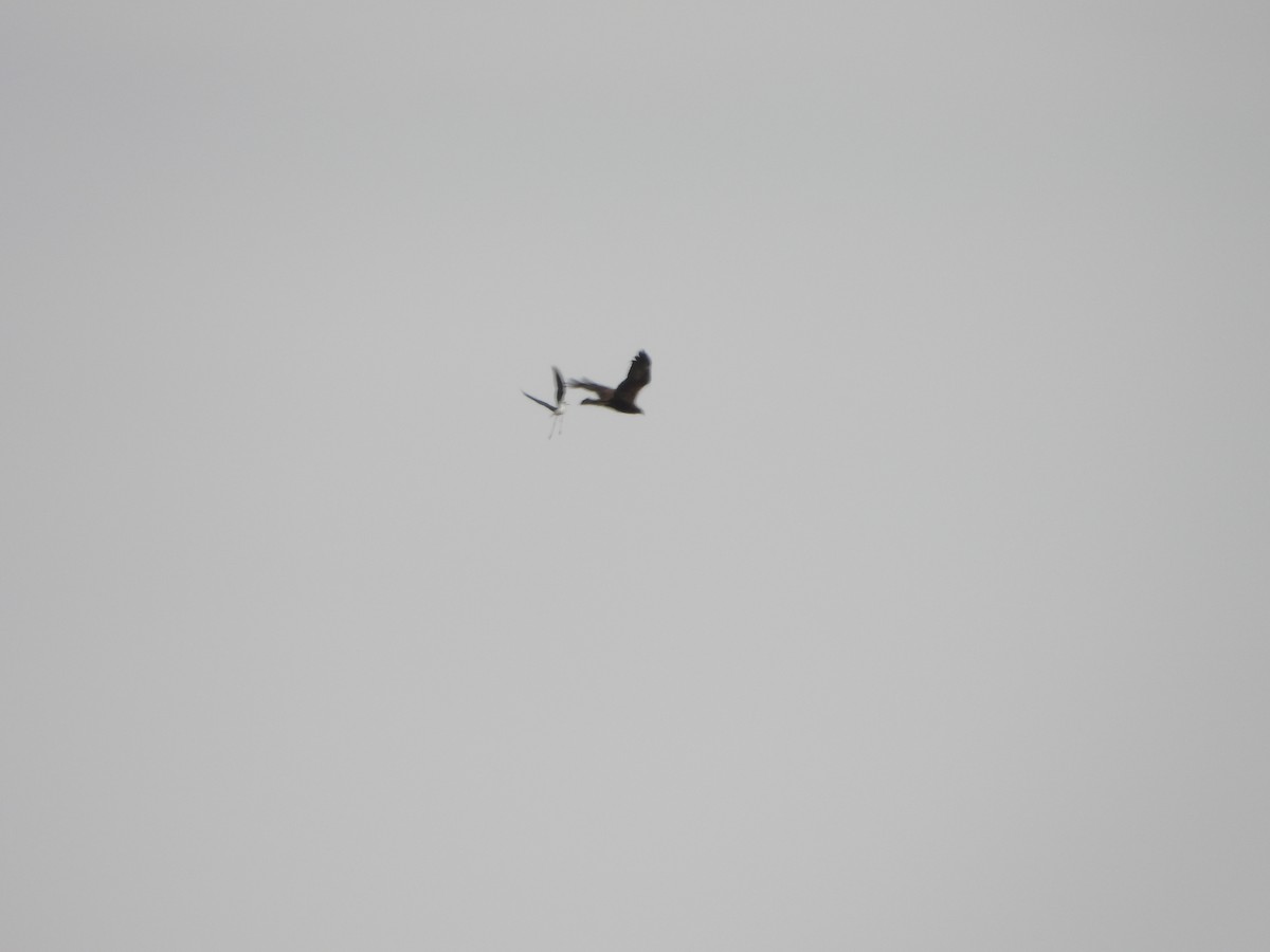 Western Marsh Harrier - Jorge Plaza