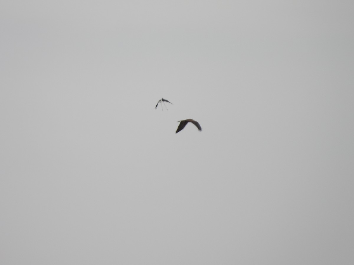 Western Marsh Harrier - Jorge Plaza