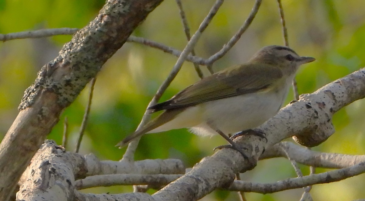 Red-eyed Vireo - Philip Kyle