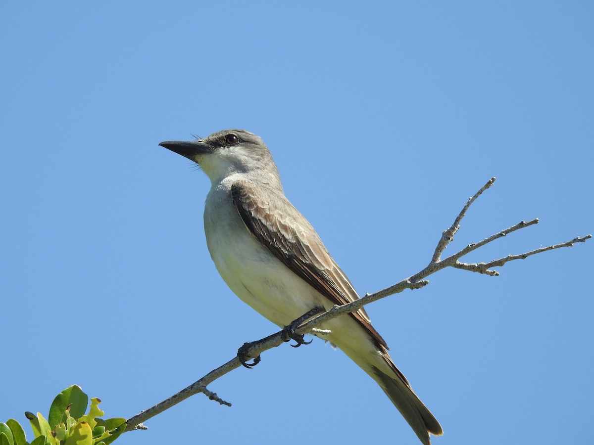 Gray Kingbird - Wendy Meehan