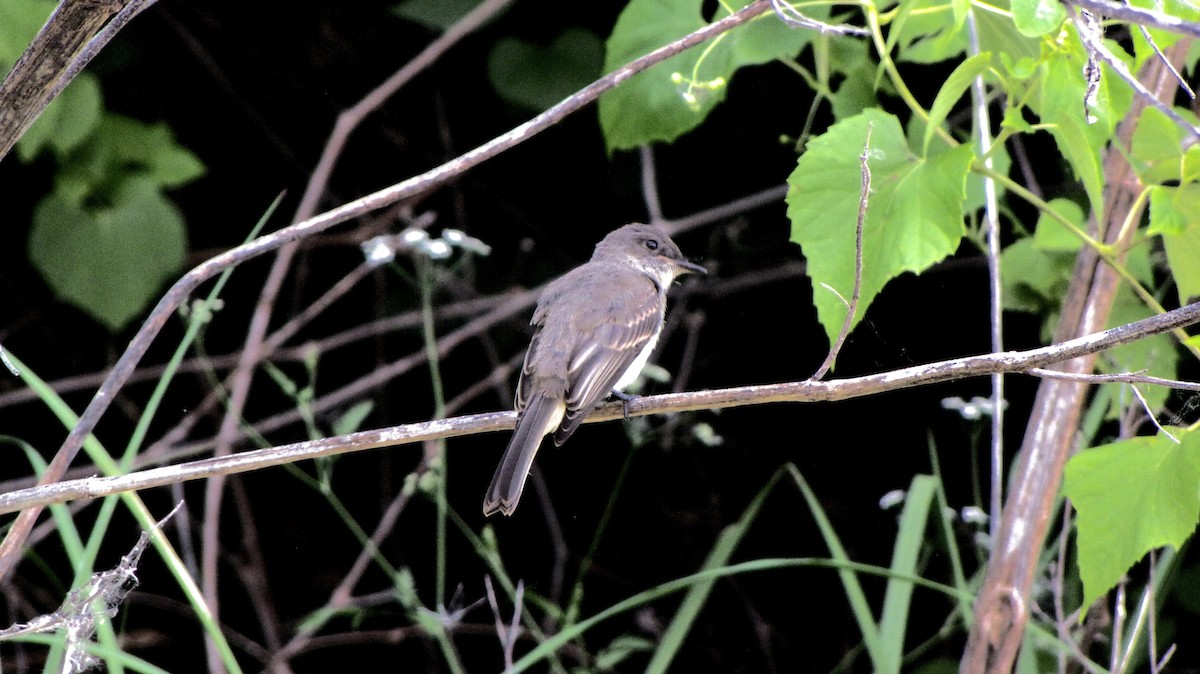 Eastern Phoebe - Sheila Sawyer