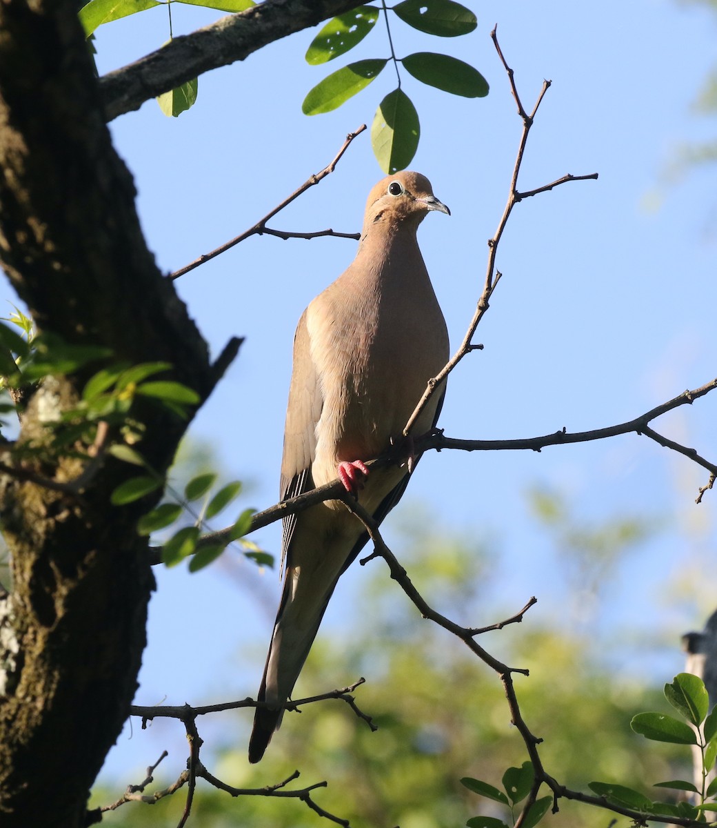 Mourning Dove - Andrew Vallely