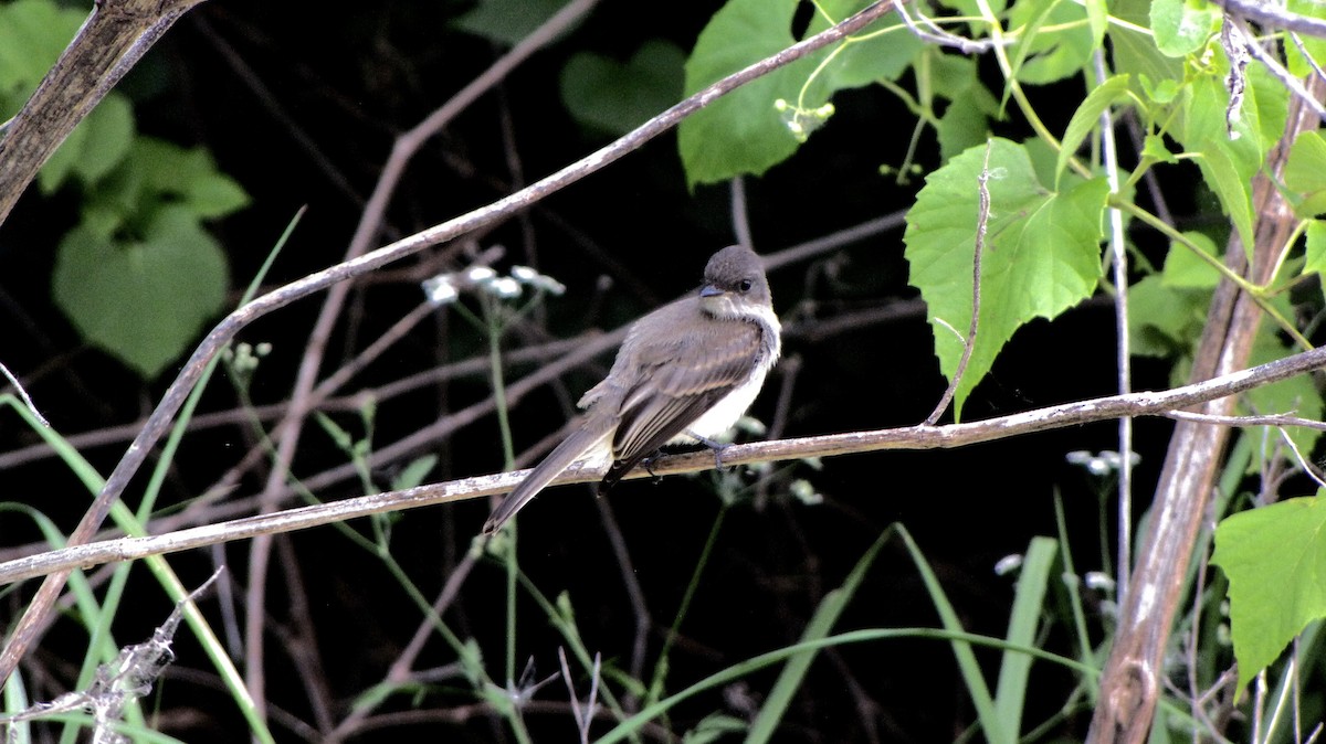 Eastern Phoebe - Sheila Sawyer