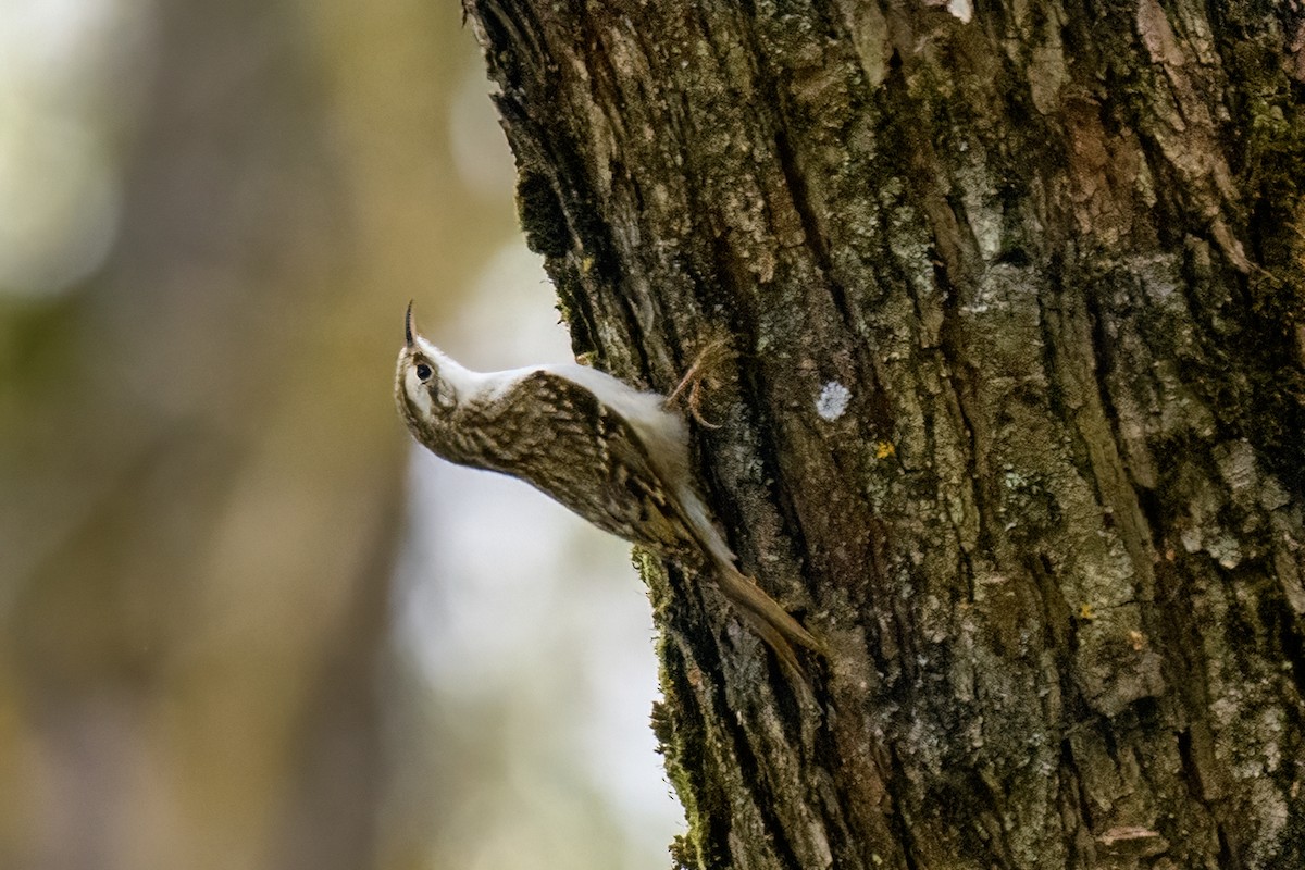 Eurasian Treecreeper - Valery Treitsiak