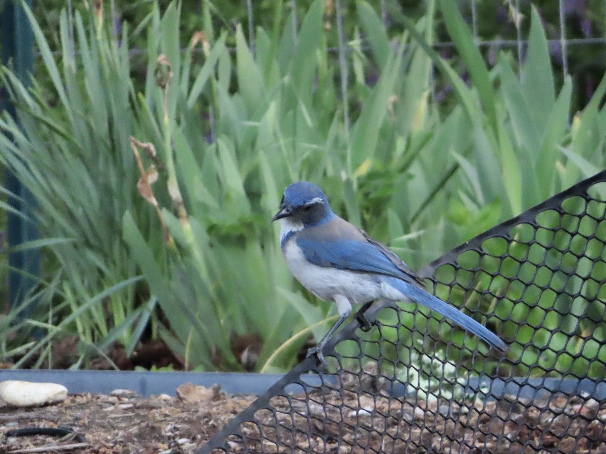 California Scrub-Jay - Sara Griesemer