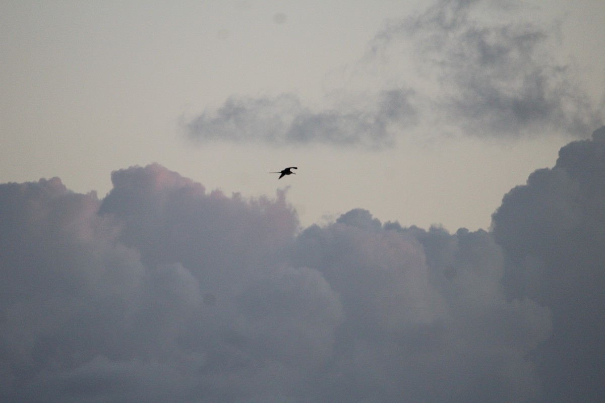 Magnificent Frigatebird - Martijn Bolkenbaas