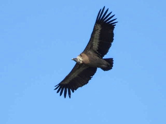 Eurasian Griffon - Manuel Hermosilla