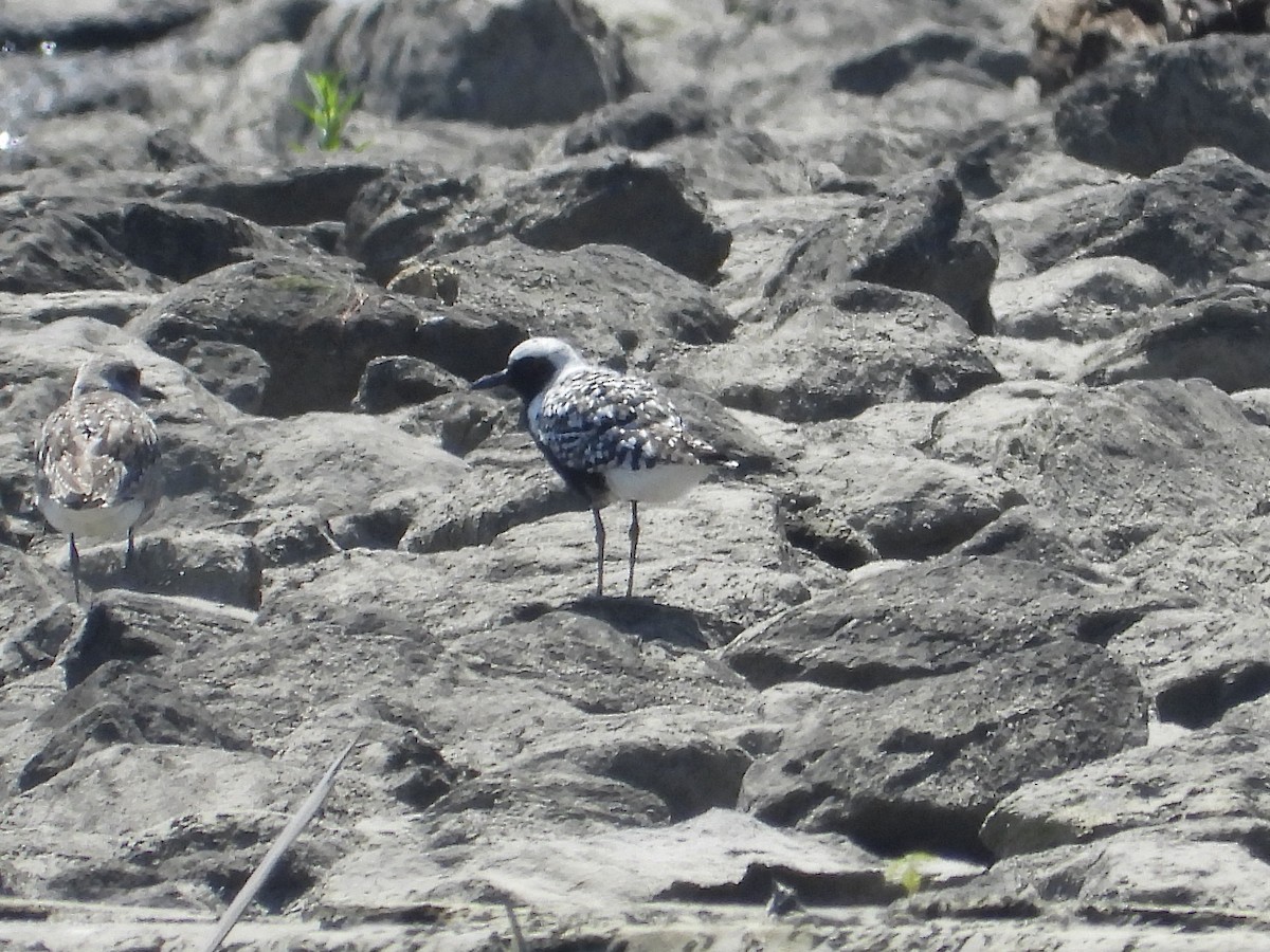 Black-bellied Plover - Peter Schoenberger