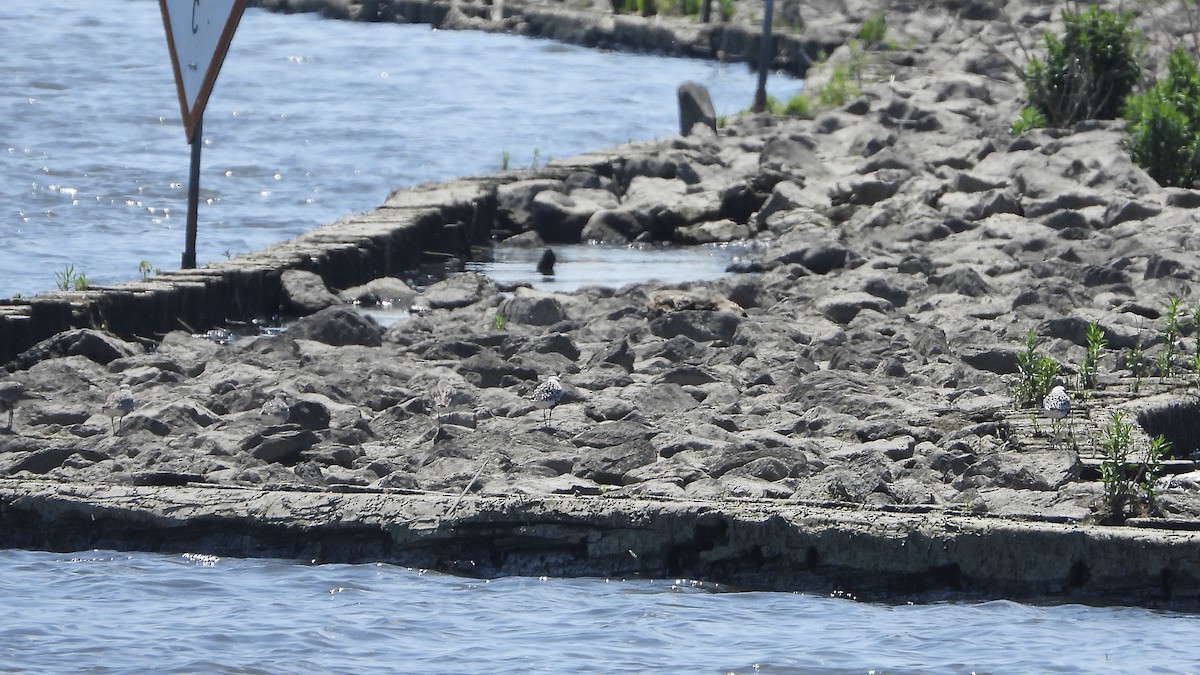 Black-bellied Plover - ML619531762