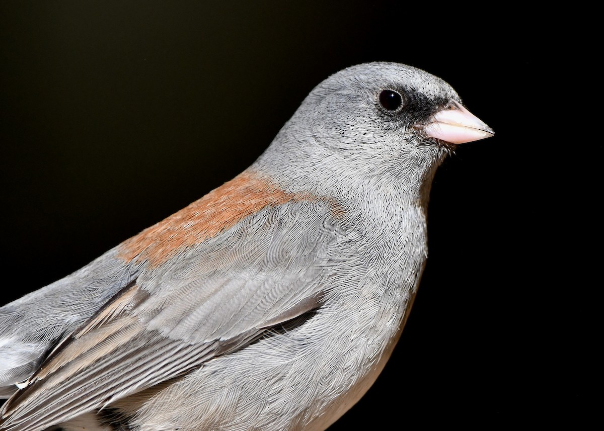 Dark-eyed Junco (Gray-headed) - M Nagy