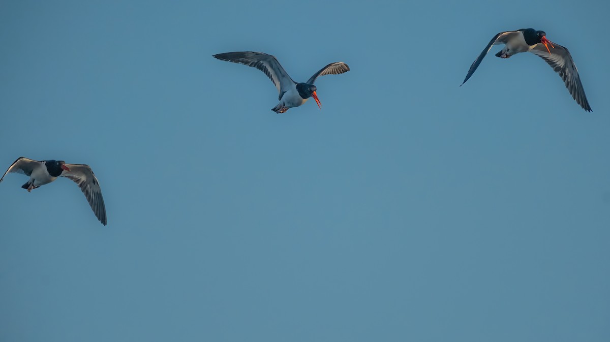 American Oystercatcher - P Carl