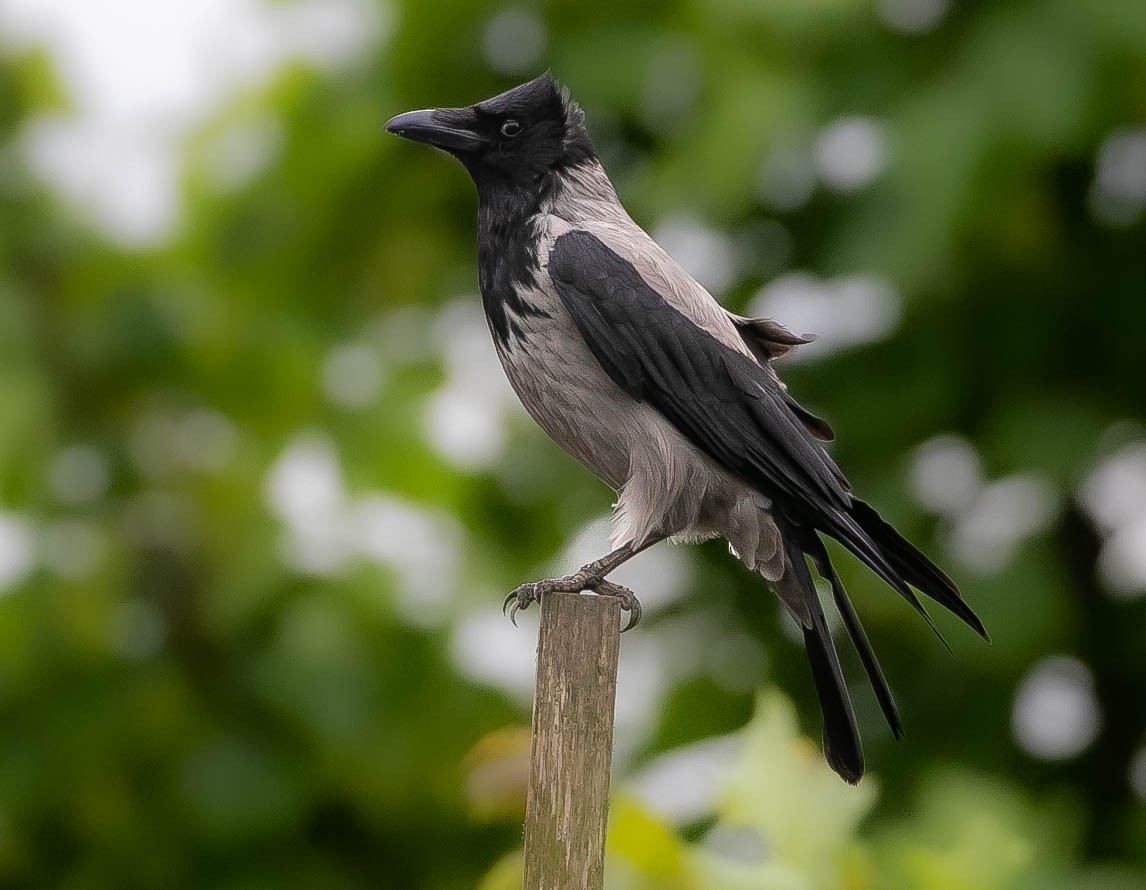 Hooded Crow - Larry Schmahl