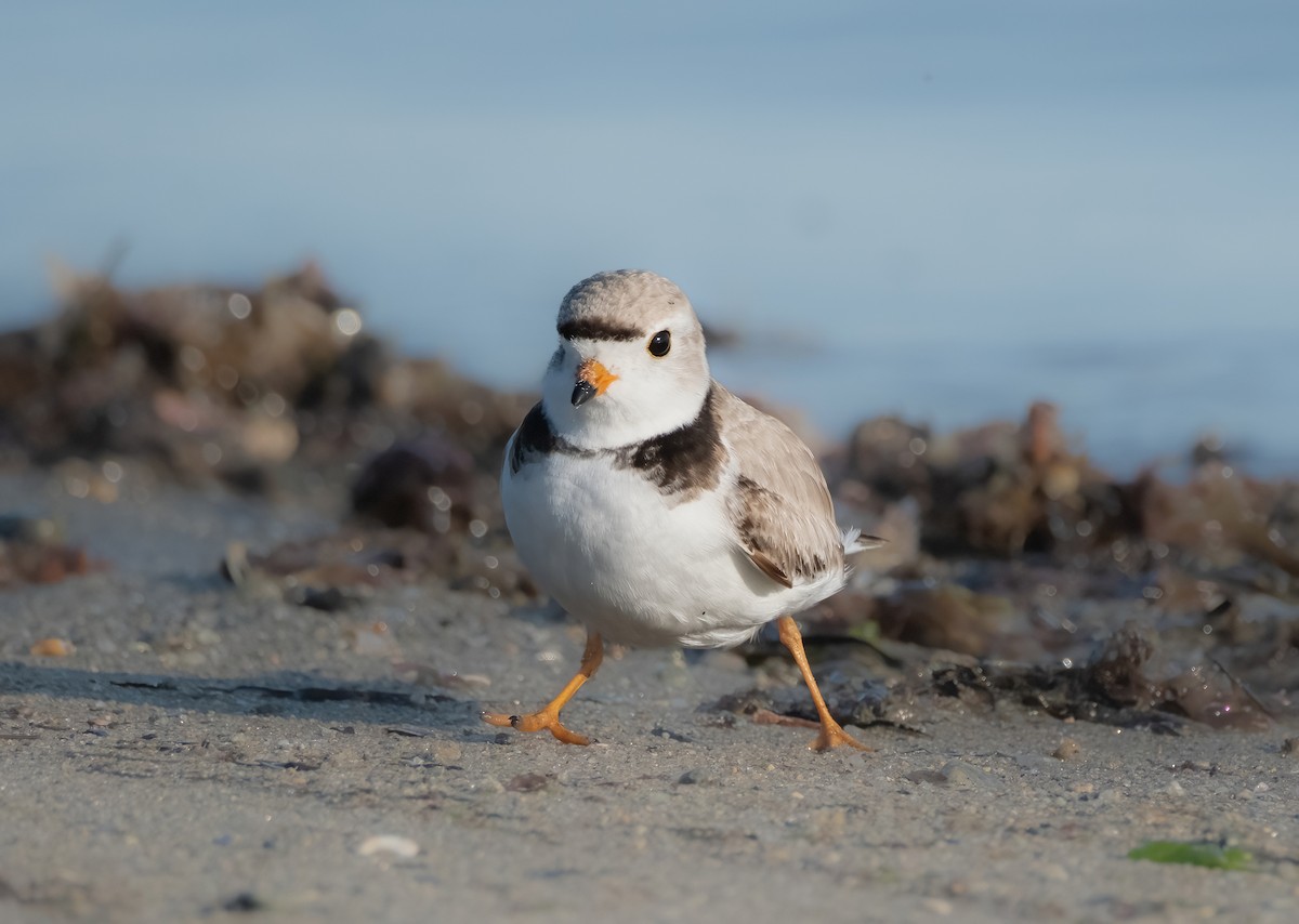 Piping Plover - P Carl