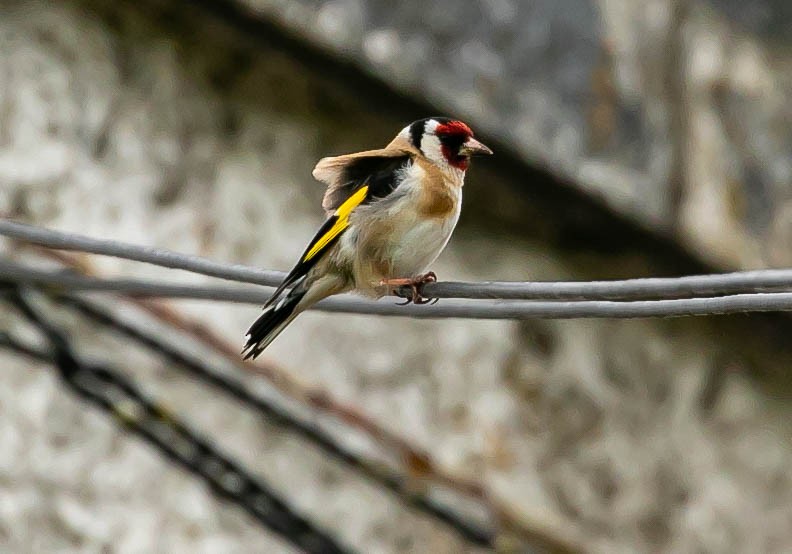 European Goldfinch - Larry Schmahl