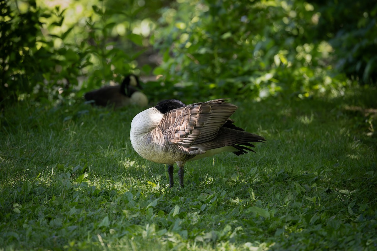 Canada Goose - Christina Franey