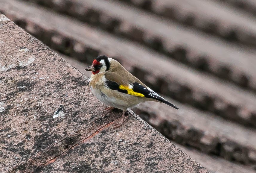 European Goldfinch - Larry Schmahl