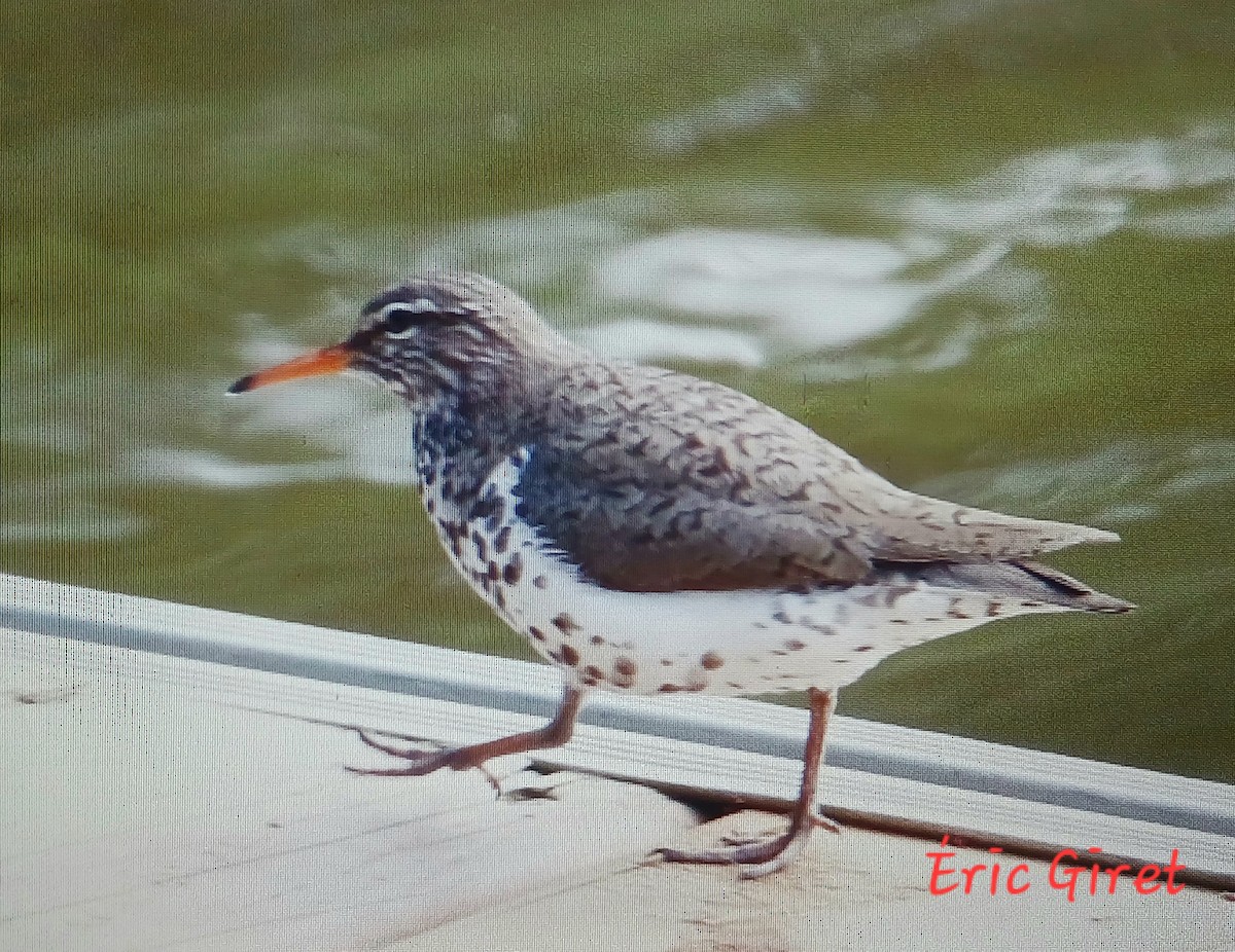 Spotted Sandpiper - Éric giret