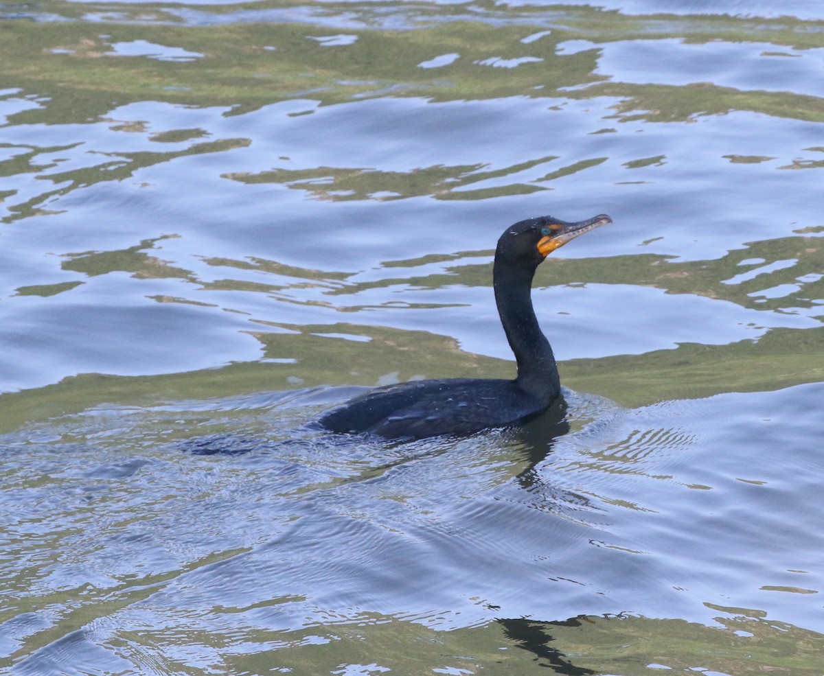 Double-crested Cormorant - Andrew Vallely