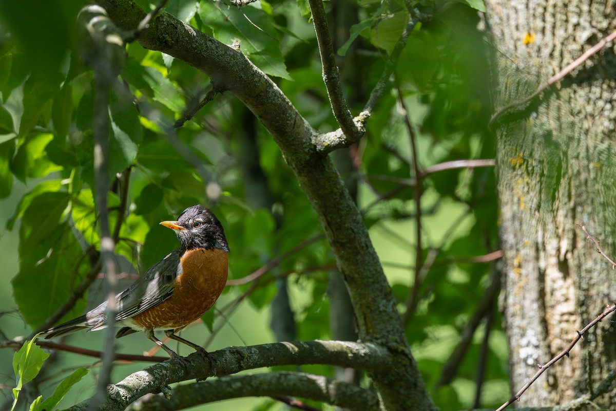 American Robin - Christina Franey