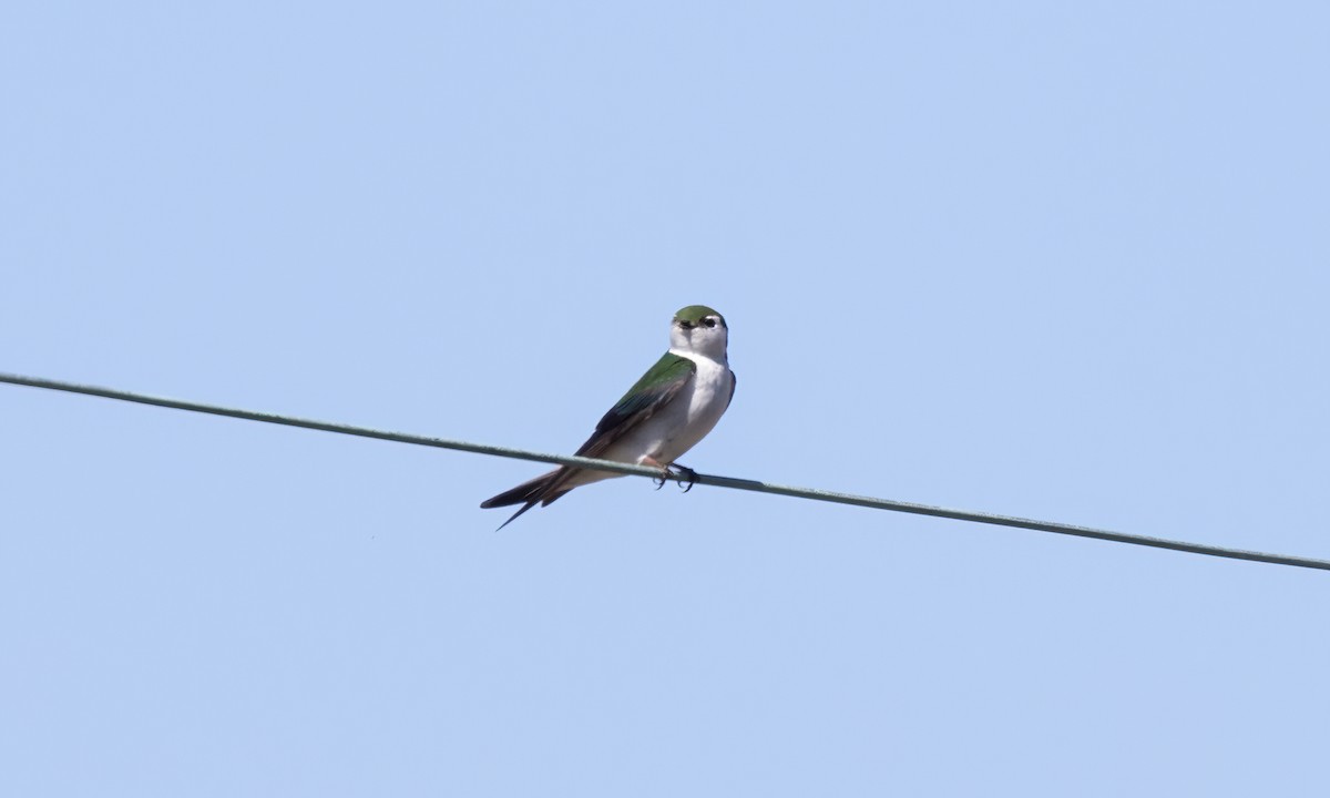Violet-green Swallow - Paul Fenwick