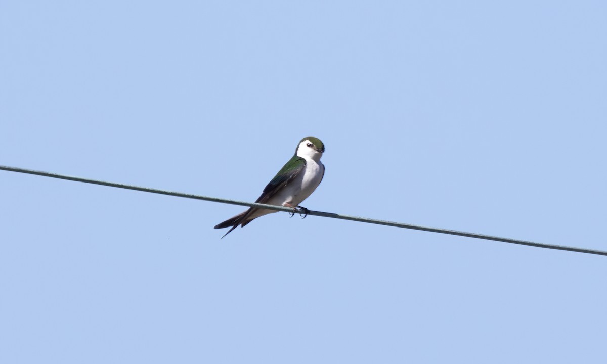 Violet-green Swallow - Paul Fenwick